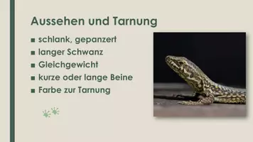 Vorschau - Präsentationen/Tafelbilder - Die Eidechse (Präsentation und H5P) - Seite 2