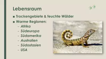 Vorschau - Präsentationen/Tafelbilder - Die Eidechse (Präsentation und H5P) - Seite 3