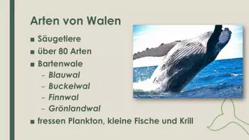 Vorschau - Präsentationen/Tafelbilder - Der Wal (Präsentation und H5P) - Seite 1