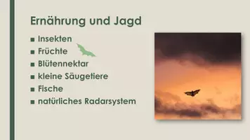 Vorschau - Präsentationen/Tafelbilder - Die Fledermaus (Präsentation und H5P) - Seite 3