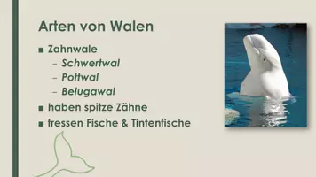 Vorschau - Präsentationen/Tafelbilder - Der Wal (Präsentation und H5P) - Seite 2