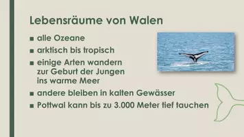 Vorschau - Präsentationen/Tafelbilder - Der Wal (Präsentation und H5P) - Seite 3