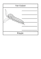 Vorschau - Arbeitsblätter - Lebenszyklus des Schmetterlings - Flipbook | Klappheft in 6 Versionen - Seite 3