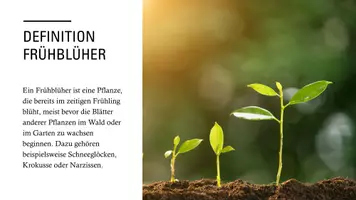 Vorschau - Stundenentwürfe - Frühblüher Unterrichtsstunde - Seite 2