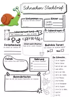 Vorschau - Arbeitsblätter - Steckbrief Schnecke - Seite 2