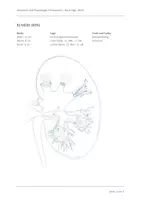 Vorschau - Arbeitsblätter - Anatomie und Physiologie, Harnsystem 6 Lektionen - Seite 1