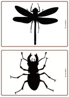 Vista previa - Juegos / Gamificación - 42 TARJETAS DE SILUETAS DE INSECTOS. - página 1