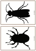 Vista previa - Juegos / Gamificación - 42 TARJETAS DE SILUETAS DE INSECTOS. - página 2