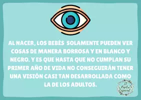 Vista previa - Refuerzo / NEE / Materiales de apoyo - SABÍAS QUÉ 4: TARJETAS CON DATOS CURIOSOS - página 2