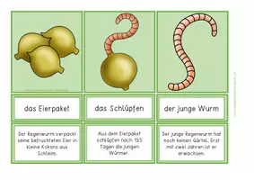 Vorschau - Anderer Materialtyp - Lebenszyklus - der Regenwurm - Seite 1