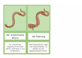 Vorschau - Anderer Materialtyp - Lebenszyklus - der Regenwurm - Seite 2