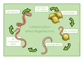 Vorschau - Anderer Materialtyp - Lebenszyklus - der Regenwurm - Seite 3