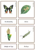 Vista previa - Juegos / Gamificación - CICLO VIDA MARIPOSA EN ALEMÁN - TARJETAS MONTESSORI. - página 3