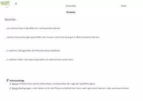 Vorschau - Stundenentwürfe - Funktion und Aufbau Laubblatt, Mikroskopieren, Fotosynthese - Seite 1