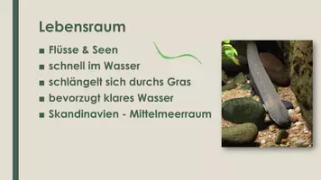 Vorschau - Präsentationen/Tafelbilder - Der Aal (Präsentation und H5P) - Seite 1