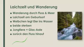Vorschau - Präsentationen/Tafelbilder - Der Aal (Präsentation und H5P) - Seite 2