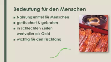 Vorschau - Präsentationen/Tafelbilder - Der Aal (Präsentation und H5P) - Seite 3