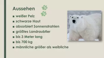 Vorschau - Präsentationen/Tafelbilder - Der Eisbär (Präsentation und H5P) - Seite 1