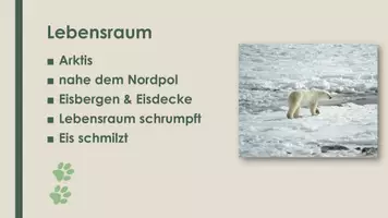 Vorschau - Präsentationen/Tafelbilder - Der Eisbär (Präsentation und H5P) - Seite 2