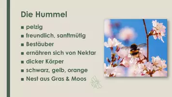 Vorschau - Präsentationen/Tafelbilder - Die Wespe, Hornisse, Hummel (Präsentation und H5P) - Seite 3