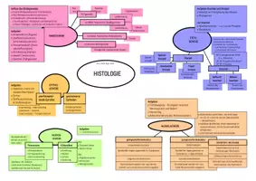 Vorschau - Unterrichtsreihen - Anatomie und Physiologie, komplett Zusammenfassung - Seite 2