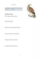 Vorschau - Arbeitsblätter - Arbeitsblatt Greifvögel (sofort im Unterricht einsetzbar) - Deckblatt