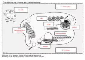 Vorschau - Arbeitsblätter - Arbeitsblatt Bildkarten Genetik Proteinbiosynthese Translation Transkription - Seite 3
