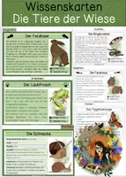 Vorschau - Stationenlernen - Wiesentiere - differenzierte Wissenskarten - Deckblatt