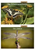 Vorschau - Stationenlernen - Tiere der Wiese - differenzierte Wissenskarten - Seite 1