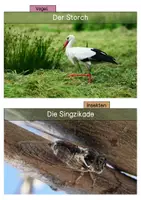 Vorschau - Stationenlernen - Tiere der Wiese - differenzierte Wissenskarten - Seite 3