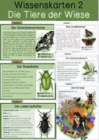 Vorschau - Stationenlernen - Tiere der Wiese - differenzierte Wissenskarten - Deckblatt