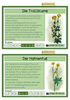 Vorschau - Stationenlernen - Wiesenpflanzen/ Pflanzen der Wiese - differenzierte Wissenskarten - Seite 2