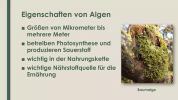 Vorschau - Präsentationen/Tafelbilder - Algen (Präsentation und H5P) - Seite 2