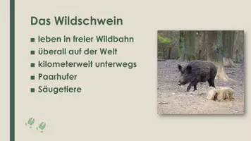 Vorschau - Präsentationen/Tafelbilder - Das Wildschwein (Präsentation und H5P) - Seite 1