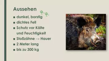 Vorschau - Präsentationen/Tafelbilder - Das Wildschwein (Präsentation und H5P) - Seite 2