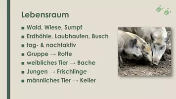 Vorschau - Präsentationen/Tafelbilder - Das Wildschwein (Präsentation und H5P) - Seite 3