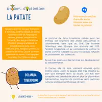 Aperçu - Apprentissages en autonomie - Graines de Naturo - La pomme de terre - Fiche pédagogique - Page 2
