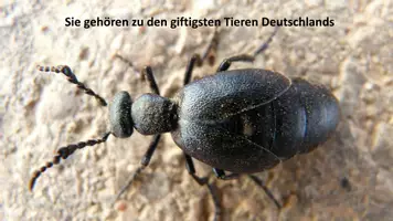 Vorschau - Anderer Materialtyp - 5 Minuten Biologie: Mai_Ölkäfer - Seite 1
