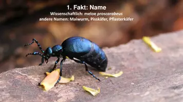 Vorschau - Anderer Materialtyp - 5 Minuten Biologie: Mai_Ölkäfer - Deckblatt