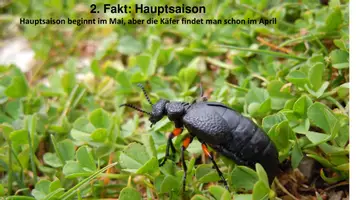Vorschau - Anderer Materialtyp - 5 Minuten Biologie: Mai_Ölkäfer - Seite 3