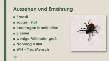 Vorschau - Präsentationen/Tafelbilder - Die Zecke (Präsentation und H5P) - Seite 1