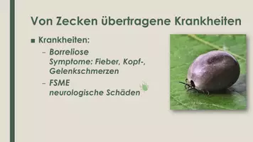 Vorschau - Präsentationen/Tafelbilder - Die Zecke (Präsentation und H5P) - Seite 2
