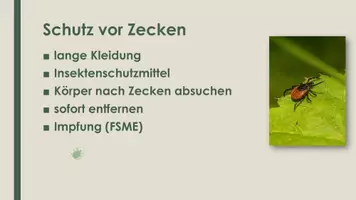 Vorschau - Präsentationen/Tafelbilder - Die Zecke (Präsentation und H5P) - Seite 3