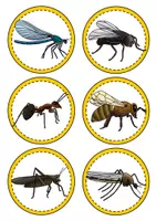 Vorschau - Unterrichtsreihen - Insekten - Ja oder nein - Spiel - Seite 1