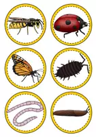Vorschau - Unterrichtsreihen - Insekten - Ja oder nein - Spiel - Seite 3