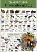 Vorschau - Arbeitsblätter - Tiere der Wiese - Informationsblatt/ Übersichtsblatt - Deckblatt