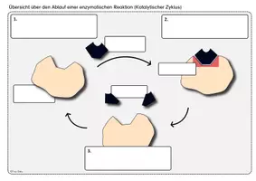 Vorschau - Arbeitsblätter - Bildkarten Enzymatik Tafel Modell Enzyme - Seite 1