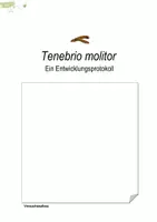 Vorschau - Arbeitsblätter - Insekten | Metamorphose und Mehlwurm - Seite 1