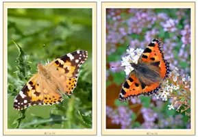 Vorschau - Bildkarten - Tafelmaterial - Foto- und Wortkarten Schmetterlinge - Seite 1