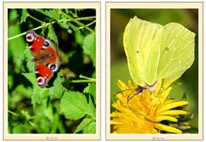 Vorschau - Bildkarten - Tafelmaterial - Foto- und Wortkarten Schmetterlinge - Seite 3